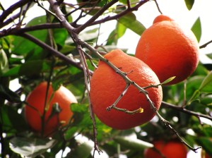 Rutacaea, Yelizaveta Renfro