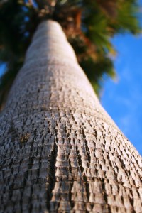 SuzanneMaguire, "Van Buren Blvd."