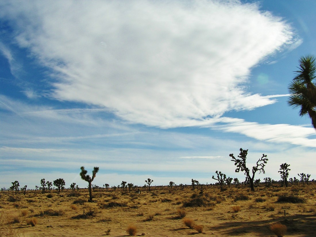 Joshua Tree in Winter by Yelizaveta Renfro
