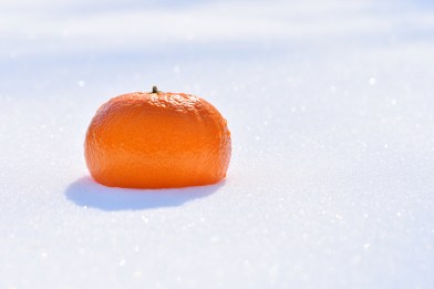 tuttle_photo_thewinterytangerine