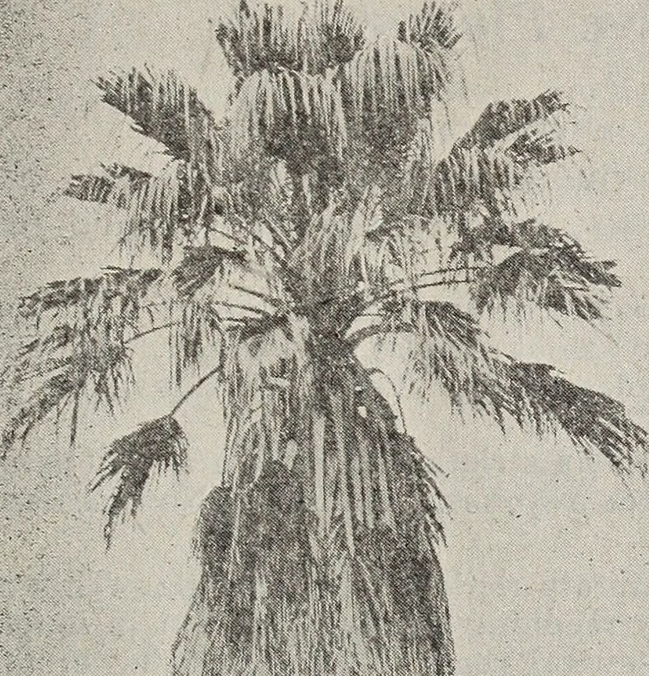 petticoat palm
